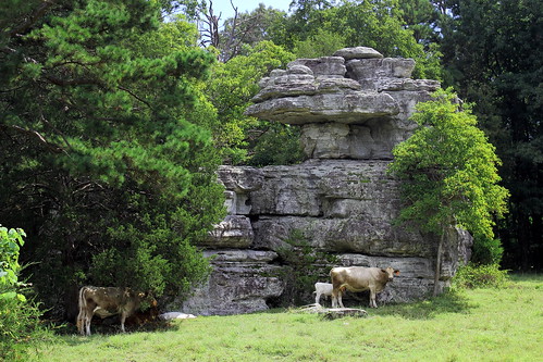 nature rock rural rocks cattle cows farm pasture arkansas