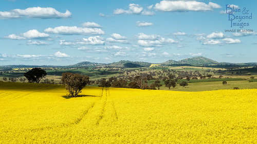 rural landscape nikon country australia nsw newsouthwales canola harden 2014 landscapephotography canolafield d800e nikond800e jasonbruth