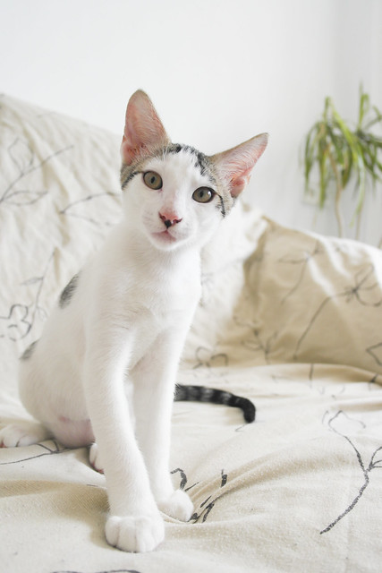 Abel, gatito blanco y pardo cariñoso y activo esterilizado, nacido en Marzo´15, en adopción. Valencia. ADOPTADO. 18646044900_314b2f577d_z