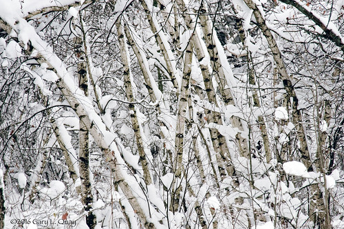 potsdam new york upstate birch birches snow nikon gary quay