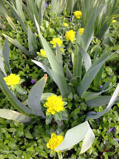 In the Garden Today: Yellow Plants and Green Groundcover