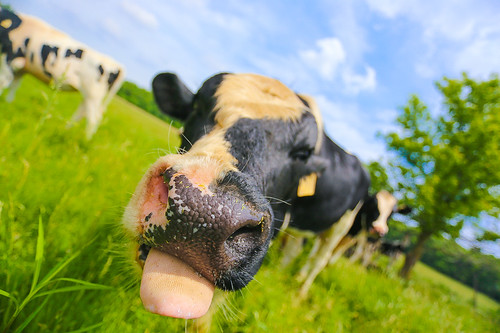 summer usa animal june tongue closeup wisconsin brooklyn rural america mouth nose photography cow photo spring midwest image farm country stock picture wideangle bovine canonef1740mmf4lusm stickingouttongue holstein dairyfarm stickingtongueout 2014 stockphotography dairycow greencounty tiltedhorizon americasdairyland dairymonth wisconsinlandscape canoneos6d lorenzemlicka coolcowphoto coolanimalphoto coolwisconsinphoto