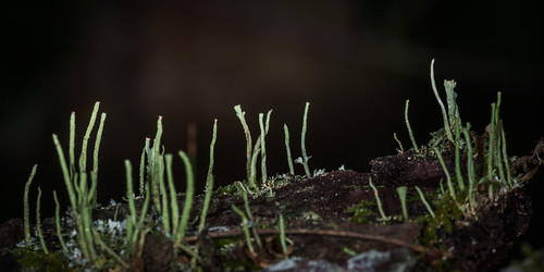 france macro photographie lichen été saison leslandes aquitaine arjuzanx régnedesmycotaetdesfungi