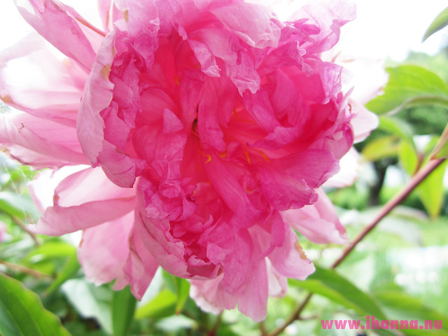 50 Shades of Pink in The Pink Flower Mission by iHanna (Pink Peony) #desktopbackground