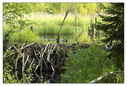home water animal dam beaver