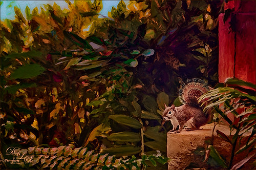 Image of a squirrel and plants at Universal Studios Orlando
