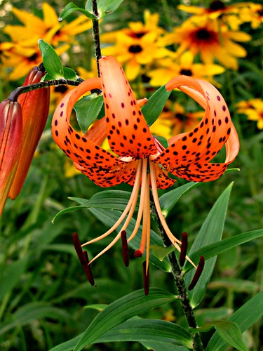 orange brown flower garden lily spots newbrunswick heirloom laplante