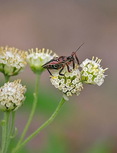 nature insect texas wildlife decatur lbjnationalgrasslands beeassassinbug