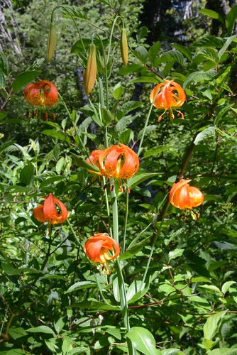 california plants usa plant alps west flower america pacific northwest north trinity norcal wildflower pnw