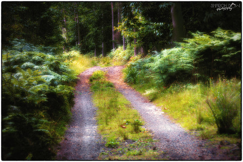 road uk trees wild england nature forest walking landscape sussex countryside woods nikon track westsussex britain hiking path wildlife country ngc british bracken footpath naturalworld forestpath englishcountryside rambling thepath britishsummer awalkinthewoods britishcountryside southernengland southeastengland firtrees pteridium thetrack leadingline britishsummertime foresttrack d7100 nikond7100 sharondowphotography theforesttrack thebeautifulbritishcountryside