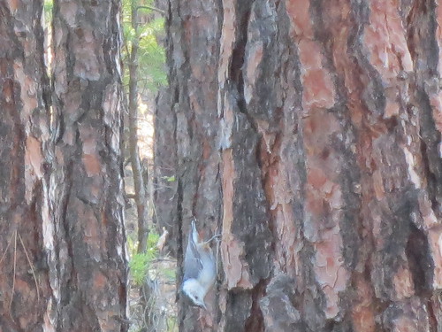canada tree bird pine woods university bc okanagan ubc columbia trail british kelowna ubco