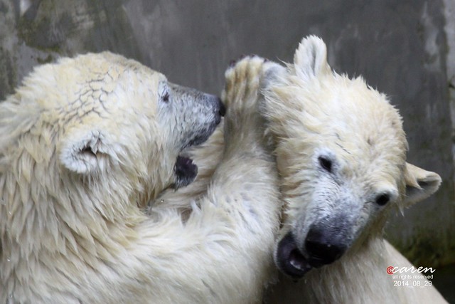 Eisbärenzwillinge Nela&Nobby 2014_08_29 481