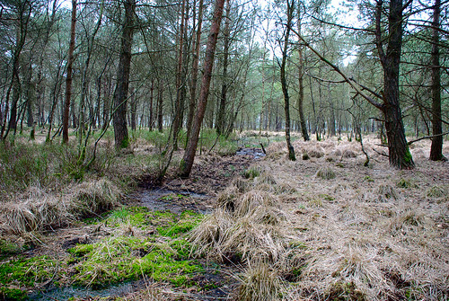 kiefer moos birke naturschutzgebiet graben nsg zugewachsen hochmoor bullensee entwässerungsgraben verlandet regenmoor zwischenmoor schwingdecke bullenmoor