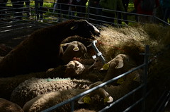 Moutons - Photo of Murat-sur-Vèbre