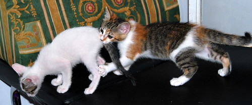 Bahía, gatita blanca con dos toques pardos, nacida en Julio´14 necesita hogar. Valencia. ADOPTADA. 15032102080_1384d259ac