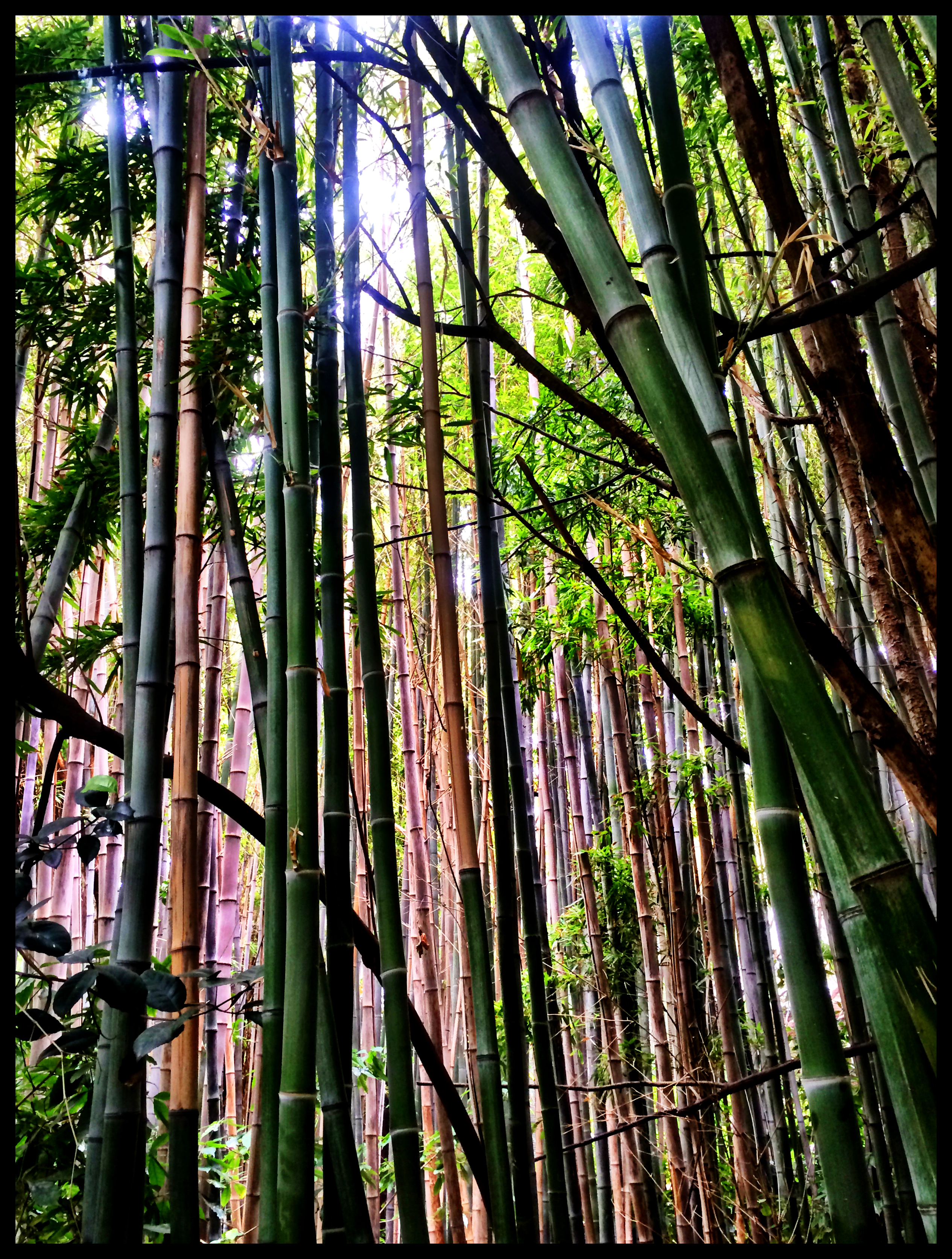 Striking Bamboo Giants