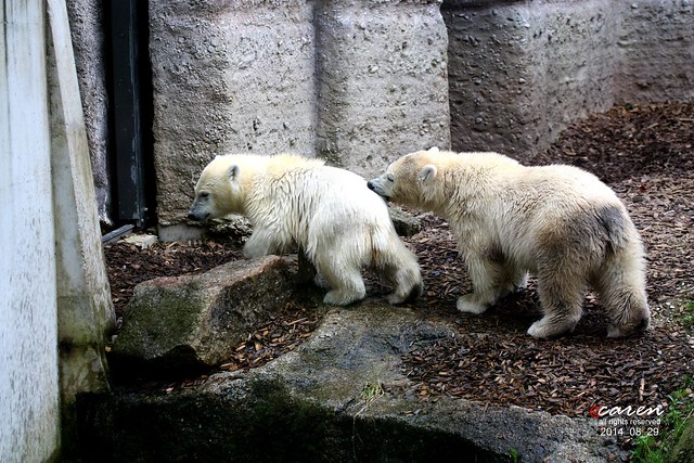 Eisbärenzwillinge Nela&Nobby 2014_08_29 289