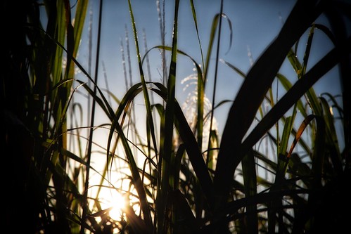 field cane sunrise sugar crop queensland farnorthqueensland gordonvale