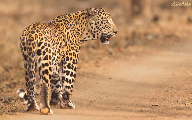 Leopard-Walking