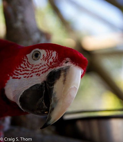 bird parrot arcola illinois unitedstates us