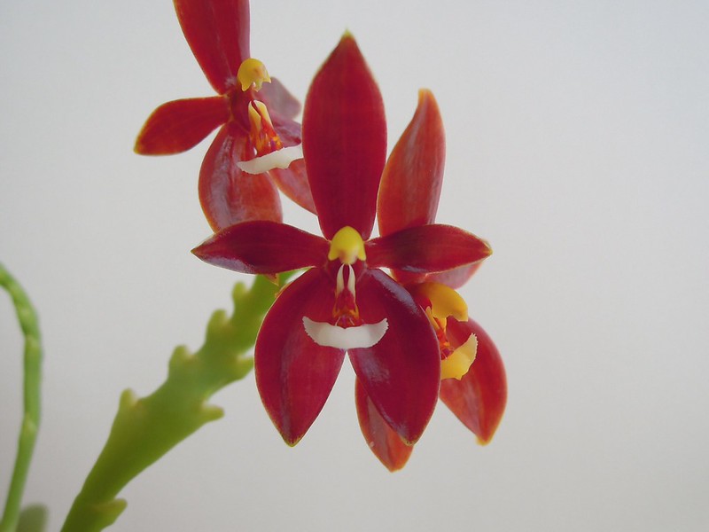 Phalaenopsis cornu-cervi 14235440677_1e81f1cd5a_c