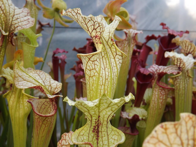 Les sarracenia hybride seedling  14493664209_95f9c20aae_z