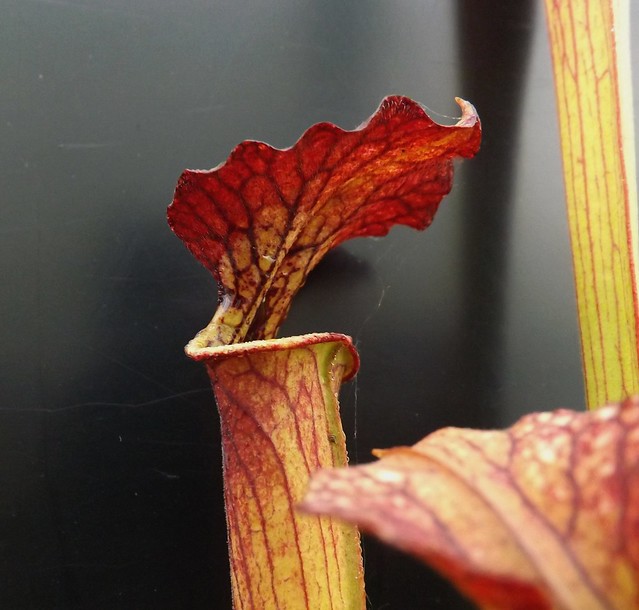 Les sarracenia hybride seedling  14501149148_6f02b39616_z