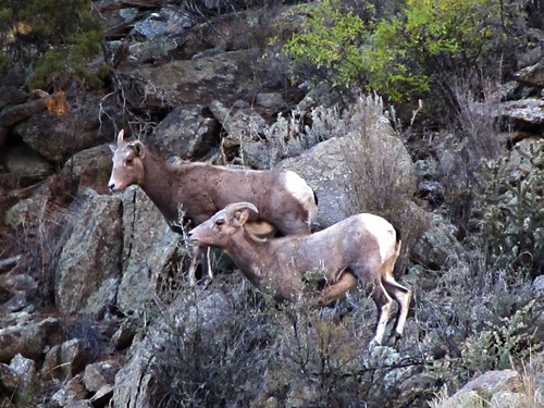 rural colorado wildlife earlymorning canyon rut bighornsheep bighornsheepcanyon