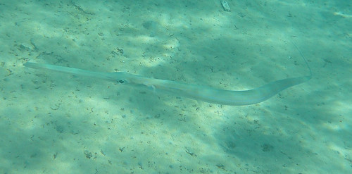 fish nature underwater wildlife redsea egypt cornetfish southsinai nuweibaa