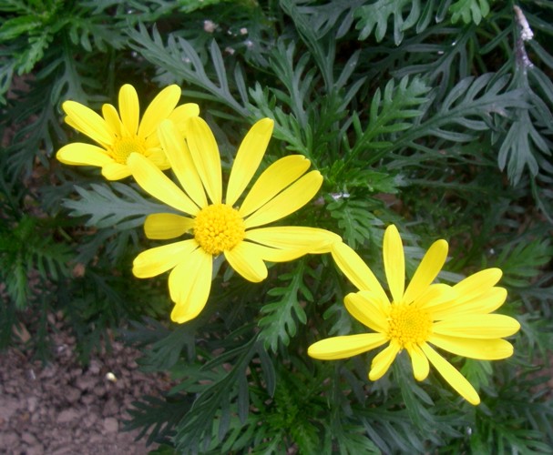 Euryops chrysanthemoides 14673945456_449845838d_o