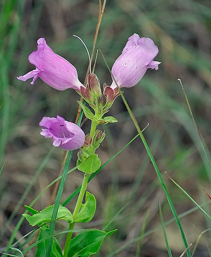 plant flower nature texas blossom decatur foxglove wildflower lbjnationalgrasslands