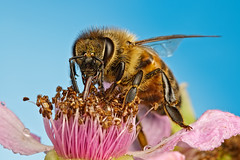 Honeybee Feeding on a Blackberry Flower