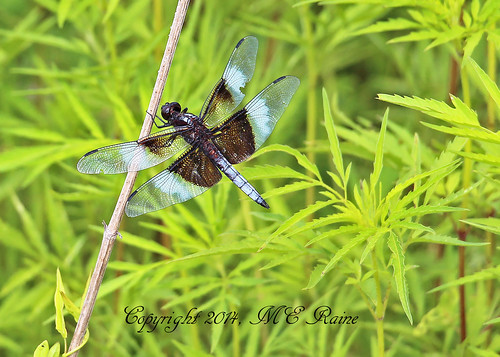 new nature native dragonfly wildlife insects bugs grassland preserve jersey” “ preserve” township” “franklin skimmer” “widow “negrinepote