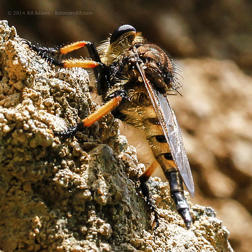 nottingham bug insect maryland robberfly baltimorecounty redfootedcannibalfly promachusrufipes