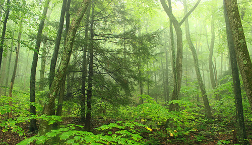 trees summer nature fog forest lowlight hiking pennsylvania creativecommons ravine endlessmountains understory lycomingcounty riderpark precipitationfog