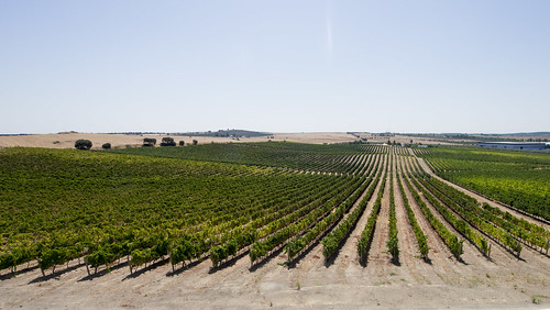 portugal vinha alentejo vinho campomaior portalegre adegamayor