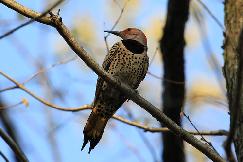 Northern Flicker (yellow-shafted, female)