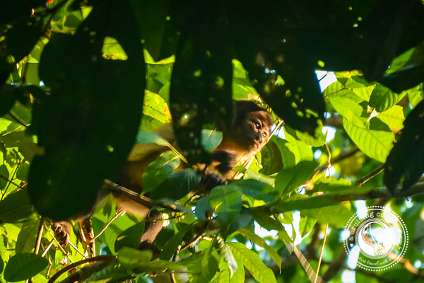 Capuchin Monkey Brazilian Amazon