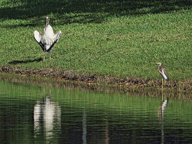 Wood Stork and Tricolored Heron 20140912