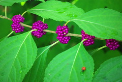 American beautyberry; French mulberry
