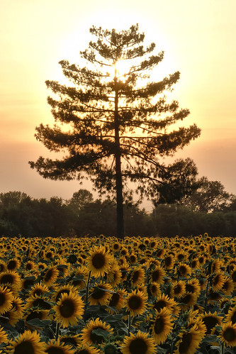 girasole girasoli sole sun tramonto nascosto nascondersi hide hiding shine ray lightyellow sunflower sunflowers riflesso contrasto silhouette contorni contorno luce raggi contrast ondablv color sunset