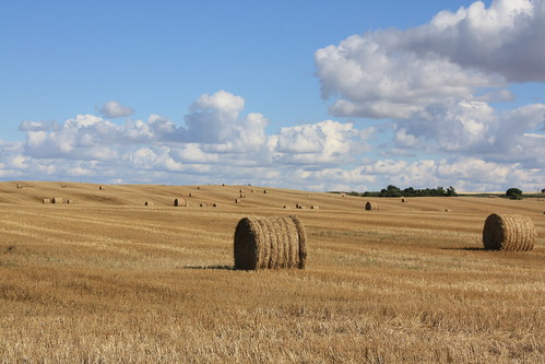canada field canon rebel wheat roadtrip sk hay saskatchewan prairies xsi 2014