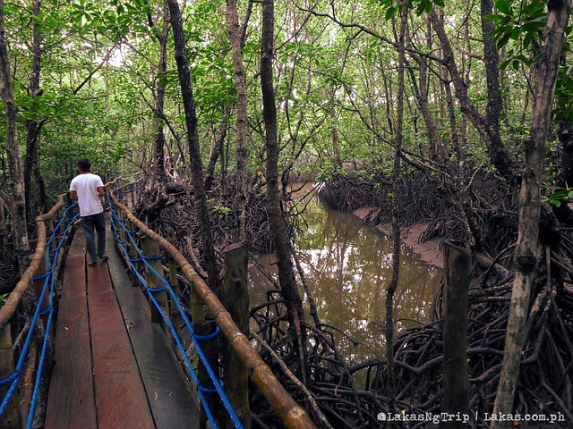 Mangrove Eco Park. El Nido, Palawan, Philippines