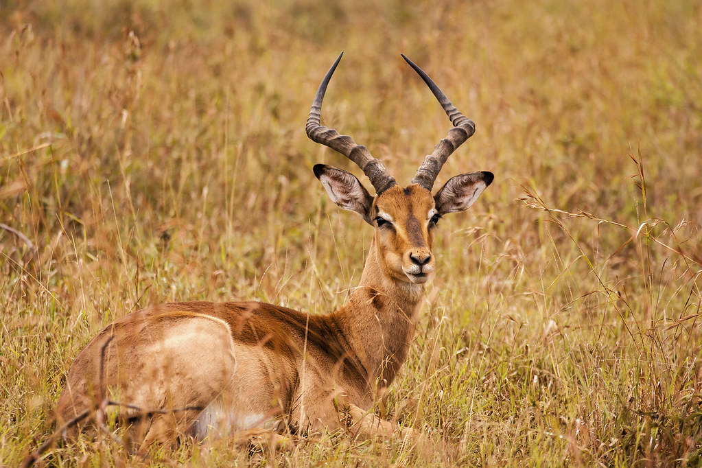 Impala dans la réserve de Hluhluwe
