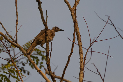 philemonmoluccensisplumigenis kaikecil indonesia blackfacedfriarbird kaikecile keikecil maluku id