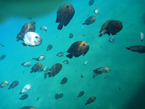 fish nature underwater wildlife redsea egypt damselfish southsinai nuweibaa