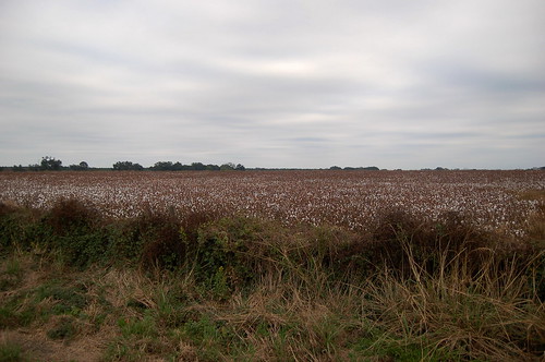 field georgia cotton