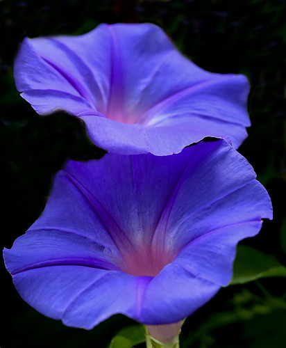 Blue Morning Glory (Ipomoea indica)