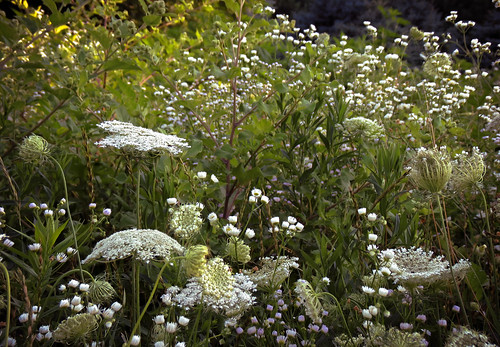 flowers nature minnesota landscape meadow wildflowers wildflowermeadow flowerlandscape whitewildflowers