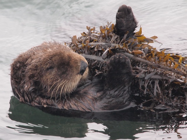 Southern Sea Otter floating on its back in calm waters, eyes closed. It is cuddling a large clump of kelp to its chest.